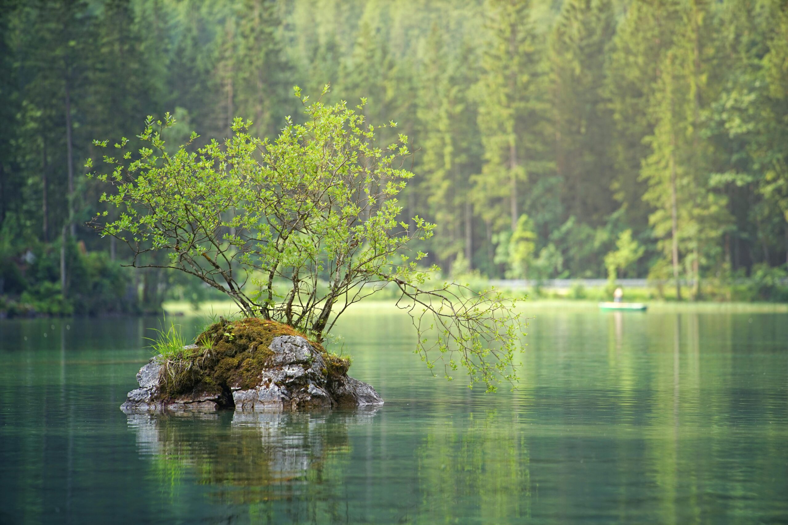 A peaceful isolated tree on a rocky islet surrounded by a calm lake and lush forest.
