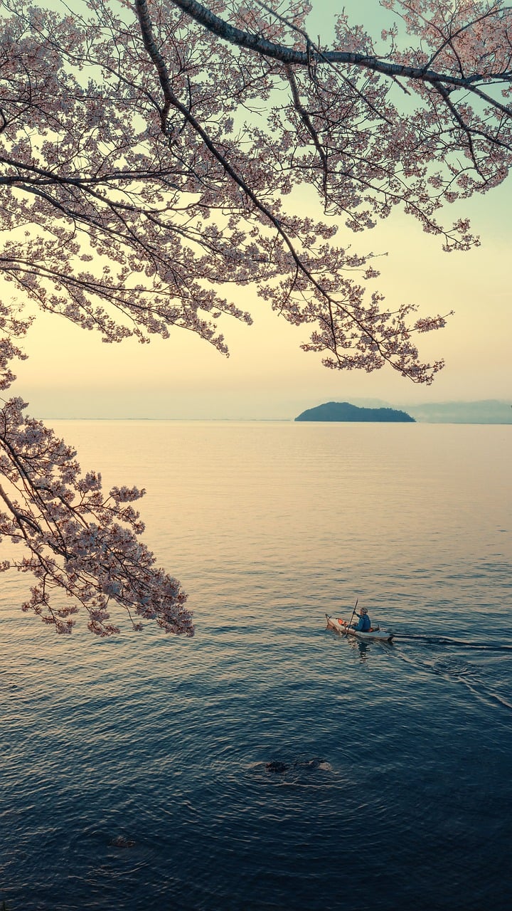 landscape, lake, lake biwa, island, spring, sakura, canoe, nature, early morning, japan
