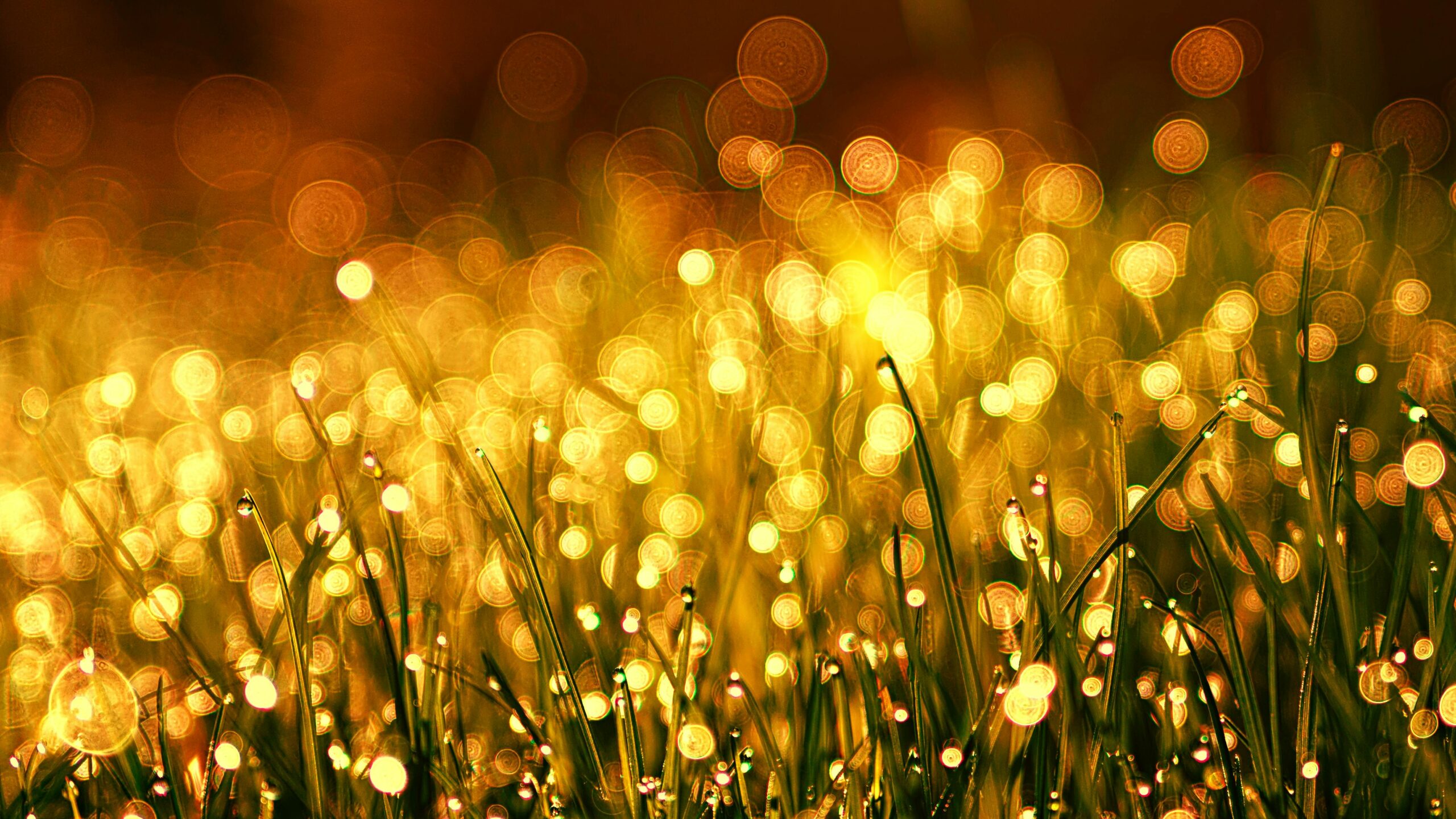 Captivating golden bokeh effect on dewy grass in the morning light, creating a warm and dreamy atmosphere.