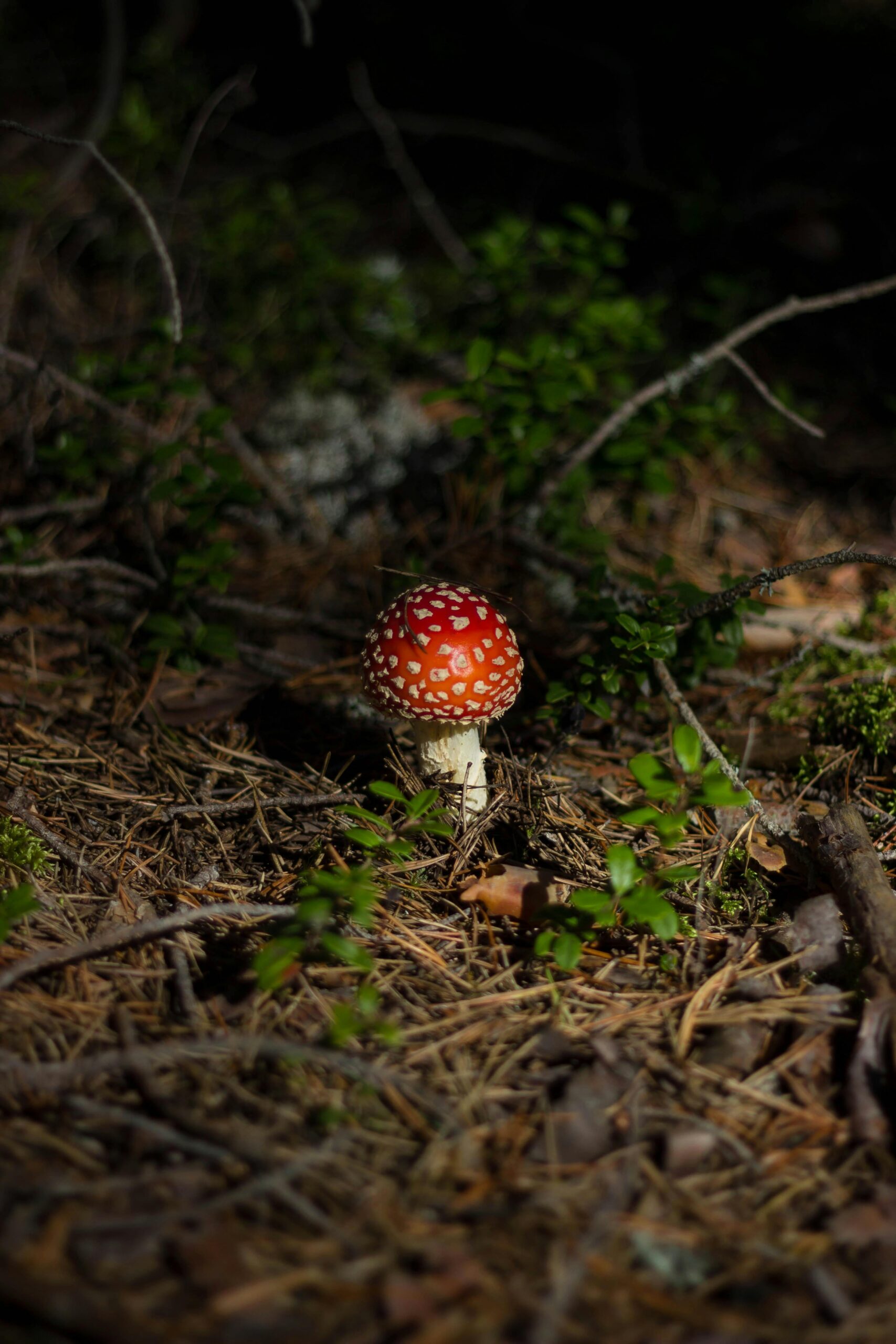 Detailed view of a colorful Amanita muscaria mushroom in its natural forest habitat.